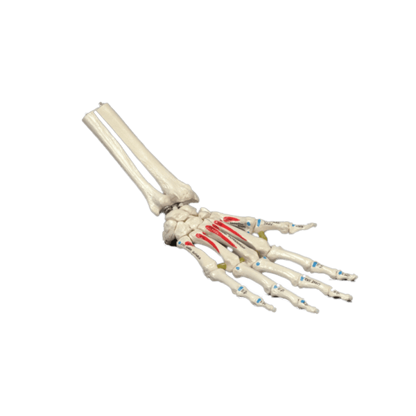 Anatomical Chart Company Anatomical Model Painted Hand on Elastic