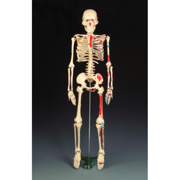 Anatomical Chart Company Anatomical Model Painted Mr. Thrifty Skeleton