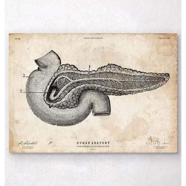 Codex Anatomicus Anatomical Print A5 Size (14.8 x 21 cm) Pancreas Anatomy Art