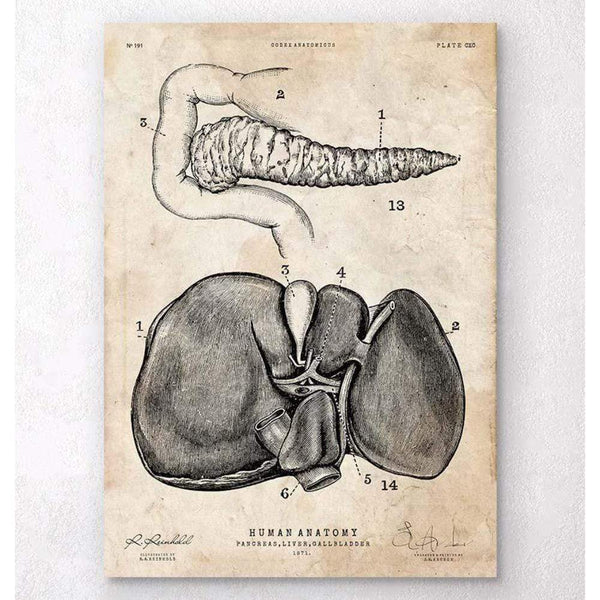 Codex Anatomicus Anatomical Print Pancreas And Liver Anatomy Poster