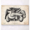 Codex Anatomicus Anatomical Print Pancreas, Liver And Gallbladder Anatomy Art Print