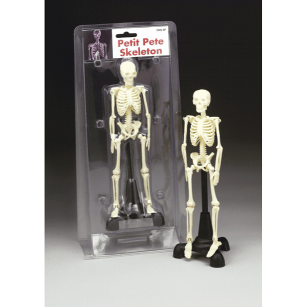 Anatomical Chart Company Anatomical Model Petite Pete Skeleton