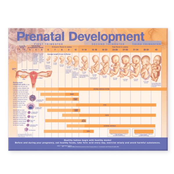 Anatomical Chart Company Anatomical Charts Prenatal Development Anatomical Chart