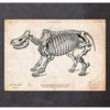 Codex Anatomicus Anatomical Print Rhino Skeleton Print