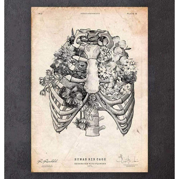 Codex Anatomicus Anatomical Print Rib Cage Print