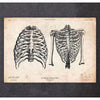 Codex Anatomicus Anatomical Print Rib Cage Print II