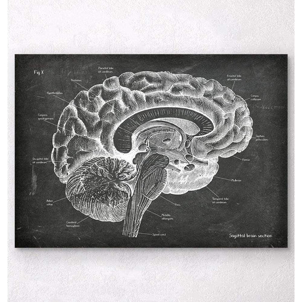 Codex Anatomicus Anatomical Print Sagittal Brain Anatomy Chalkboard