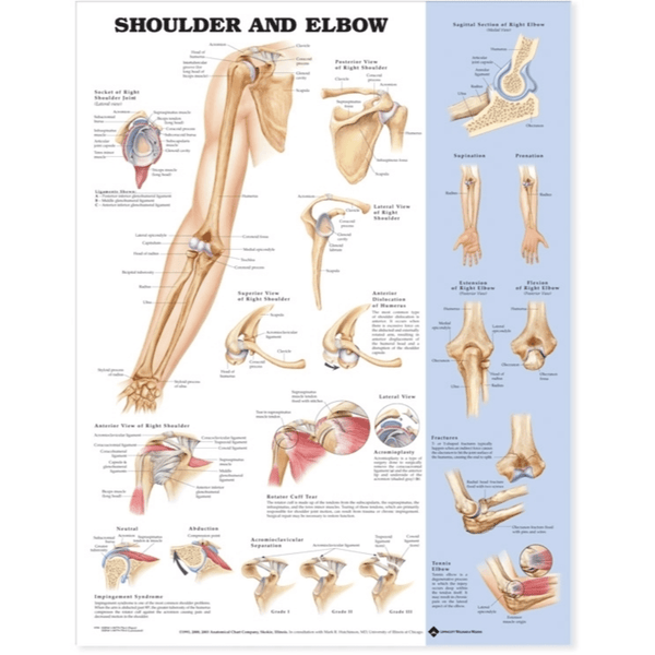 Anatomical Chart Company Anatomical Charts Shoulder and Elbow Anatomical Chart