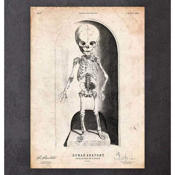Codex Anatomicus Anatomical Print Skeleton Of A Baby Anatomy Print