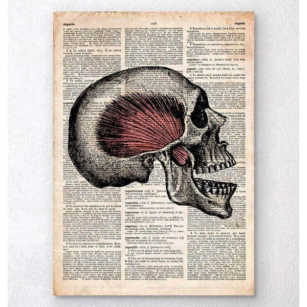 Codex Anatomicus Anatomical Print Skull Art Print Old Dictionary Page