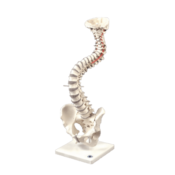 Anatomical Chart Company Anatomical Model Soft Disc Vertebral Column with Stand