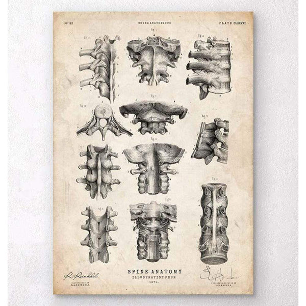 Codex Anatomicus Anatomical Print Spine Anatomy Poster