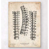 Codex Anatomicus Anatomical Print Spine Anatomy Print