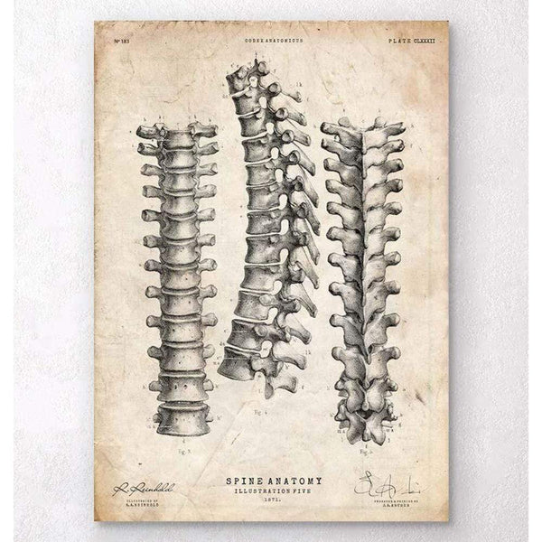 Codex Anatomicus Anatomical Print Spine Anatomy Print