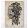 Codex Anatomicus Anatomical Print Steampunk Brain Implant Blueprint