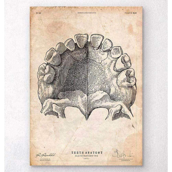 Codex Anatomicus Anatomical Print Teeth Anatomy Art Print
