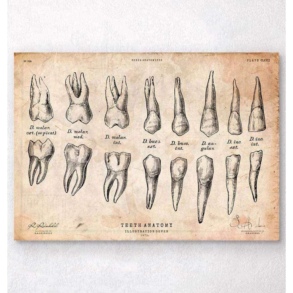 Teeth Anatomy Chart Australia