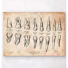 Codex Anatomicus Anatomical Print Teeth Anatomy Chart