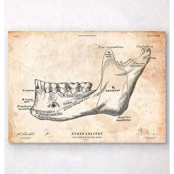 Codex Anatomicus Anatomical Print Teeth And Jaw Bone Anatomy Print