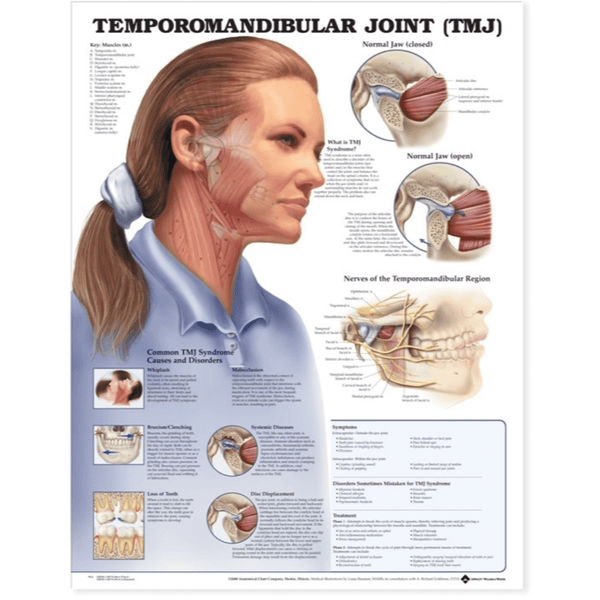 Anatomical Chart Company Anatomical Charts Temporomandibular Joint (TMJ) Anatomical Chart