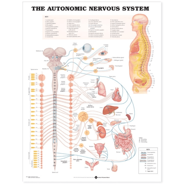 Anatomical Chart Company Anatomical Charts The Autonomic Nervous System Anatomical Chart