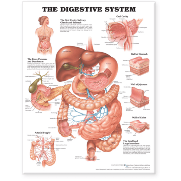Anatomical Chart Company Anatomical Charts The Digestive System Anatomical Chart