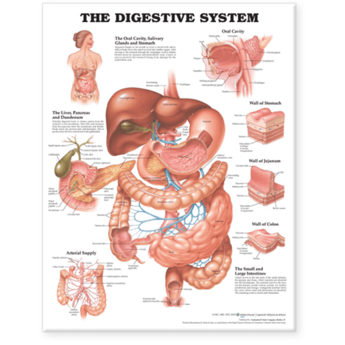 organs of the digestive system in order