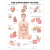 The Endocrine System Anatomical Chart