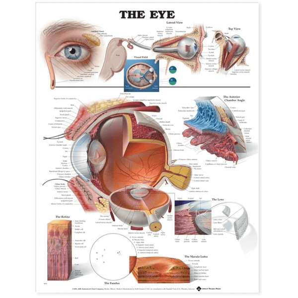 Anatomical Chart Company Anatomical Charts The Eye Anatomical Chart