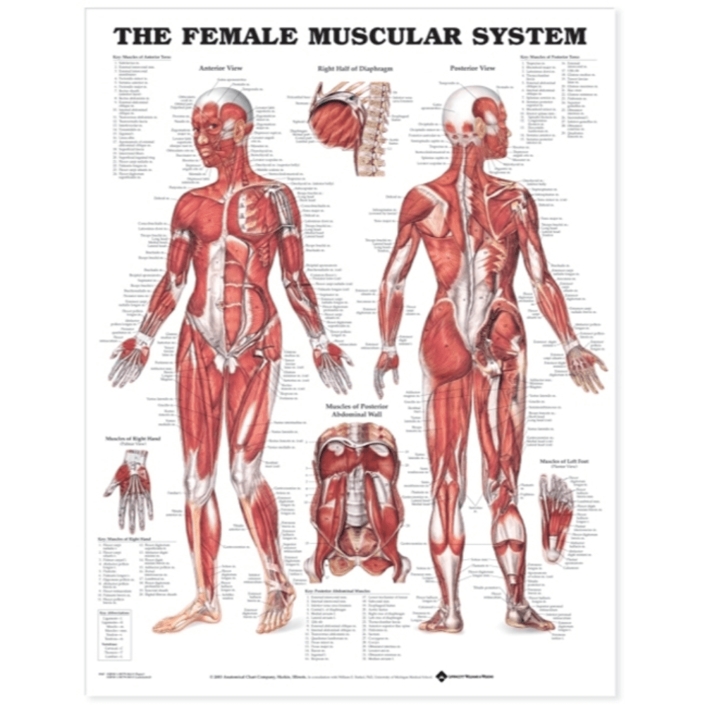 the-female-muscular-system-anatomical-chart