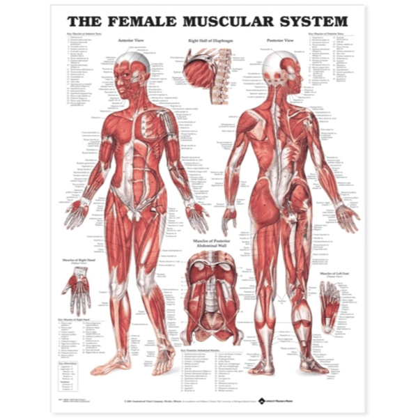 Anatomical Chart Company Anatomical Charts The Female Muscular System Anatomical Chart