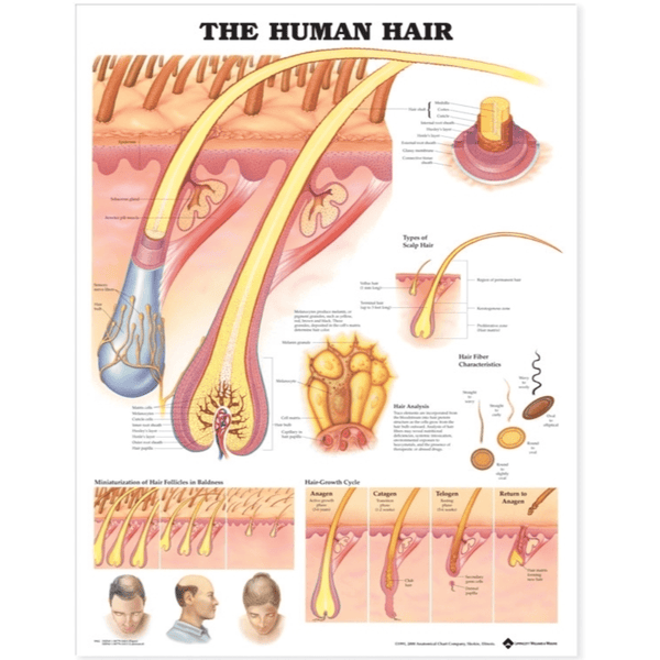 Anatomical Chart Company Anatomical Charts The Human Hair Anatomical Chart