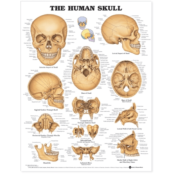 Anatomical Chart Company Anatomical Charts The Human Skull Anatomical Chart