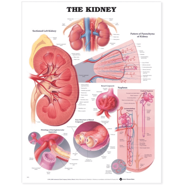 Anatomical Chart Company Anatomical Charts The Kidney Anatomical Chart