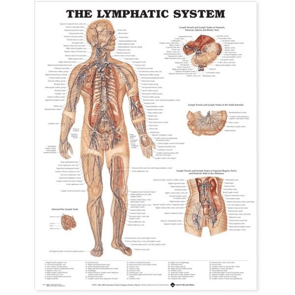 Anatomical Chart Company Anatomical Charts The Lymphatic System Anatomical Chart