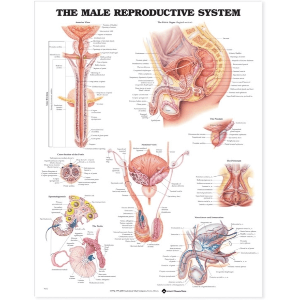 The Male Reproductive System Anatomical Chart — Medshop Australia 