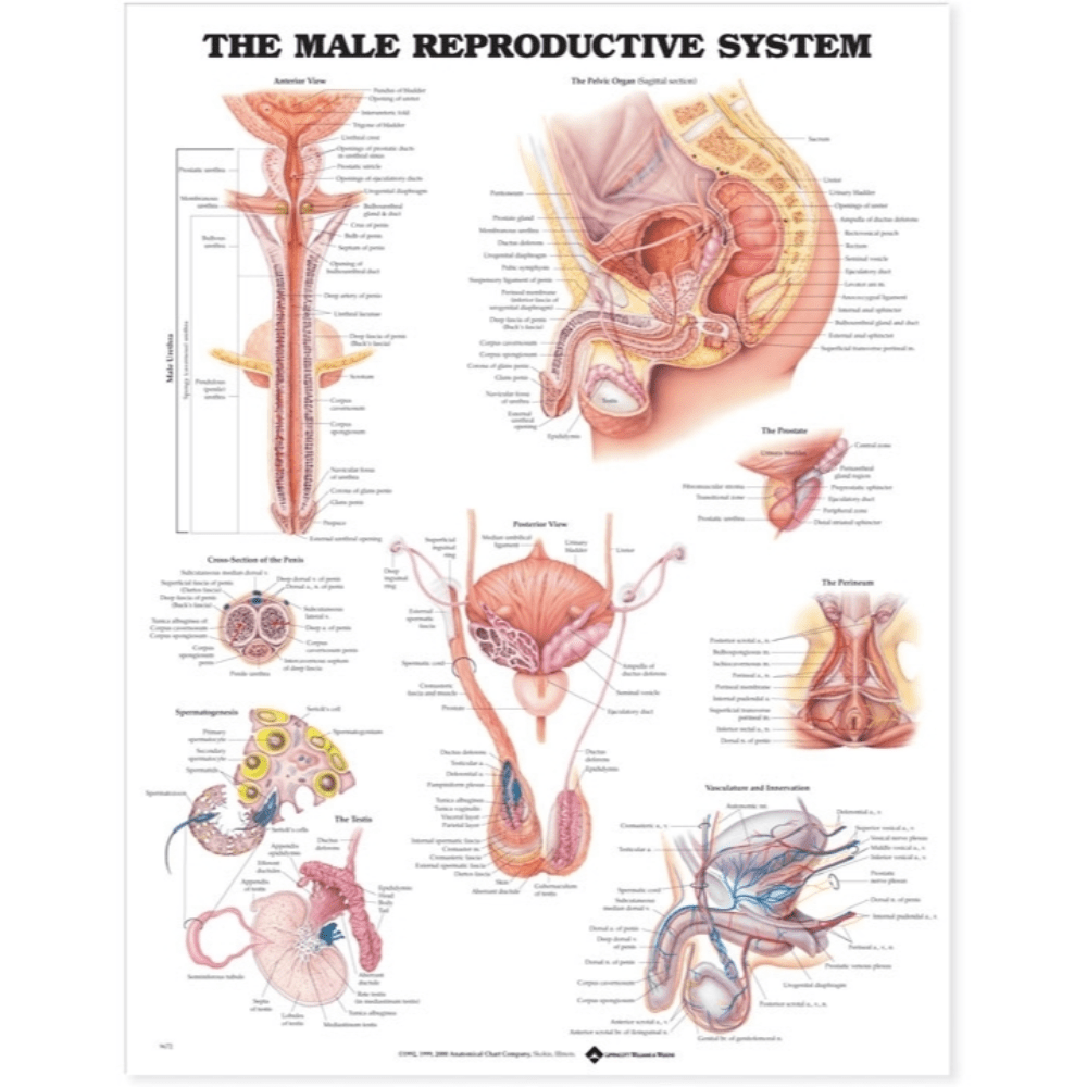 The Male Reproductive System Anatomical Chart — Medshop Australia 4881