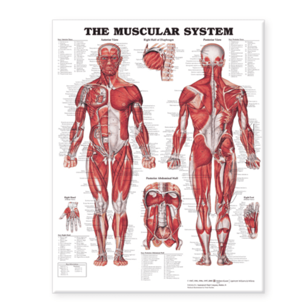 Anatomical Chart Company Anatomical Charts The Muscular System Giant Chart