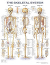 The Skeletal System Anatomical Chart Laminated