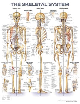 Anatomical Chart Company Anatomical Charts The Skeletal System Anatomical Chart Laminated
