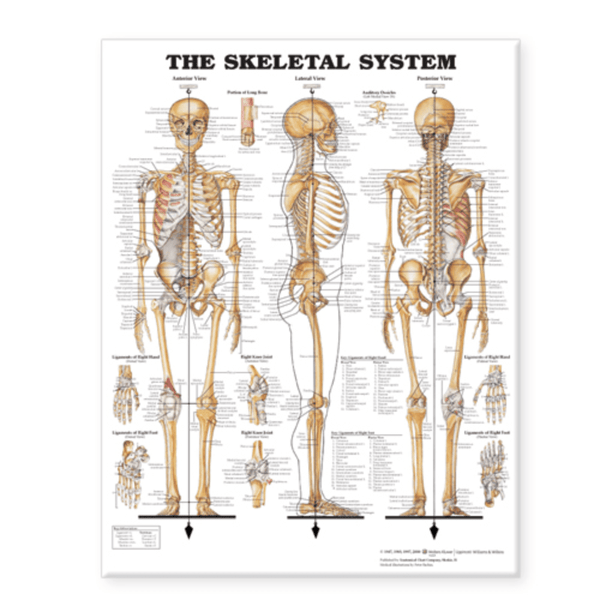 Anatomical Chart Company Anatomical Charts The Skeletal System Giant Chart