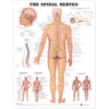 Anatomical Chart Company Anatomical Charts The Spinal Nerves Anatomical Chart