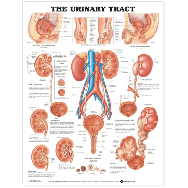 Anatomical Chart Company Anatomical Charts The Urinary Tract Anatomical Chart