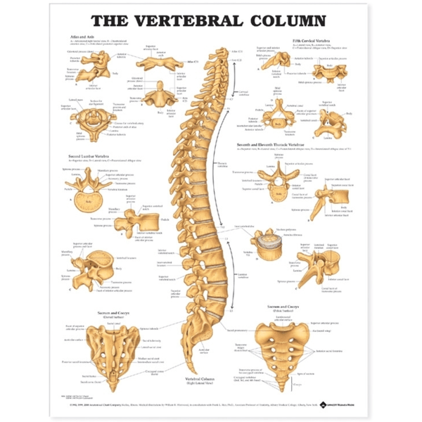 Anatomical Chart Company Anatomical Charts The Vertebral Column Anatomical Chart