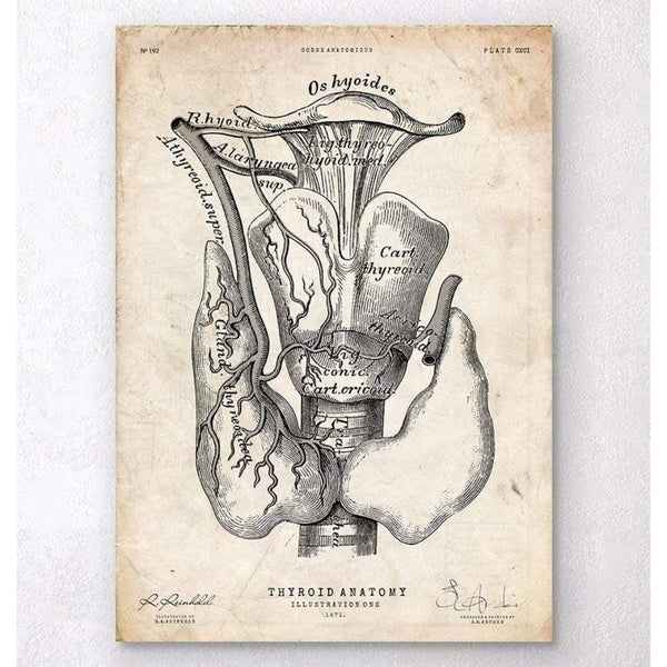 Codex Anatomicus Anatomical Print Thyroid Anatomy Art Print