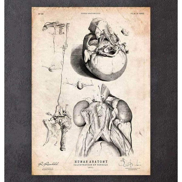 Codex Anatomicus Anatomical Print Tonsils Anatomy Print