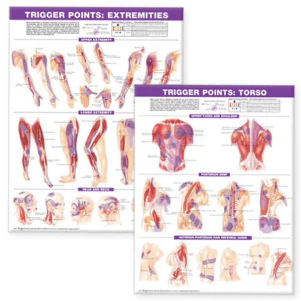 Anatomical Chart Company Anatomical Charts Trigger Point Chart Set: Torso & Extremities