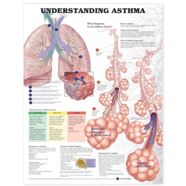 Anatomical Chart Company Anatomical Charts Understanding Asthma Anatomical Chart