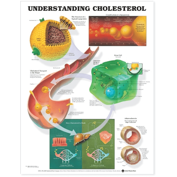 Anatomical Chart Company Anatomical Charts Understanding Cholesterol Anatomical Chart