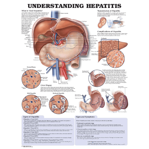 Anatomical Chart Company Anatomical Charts Understanding Hepatitis Anatomical Chart